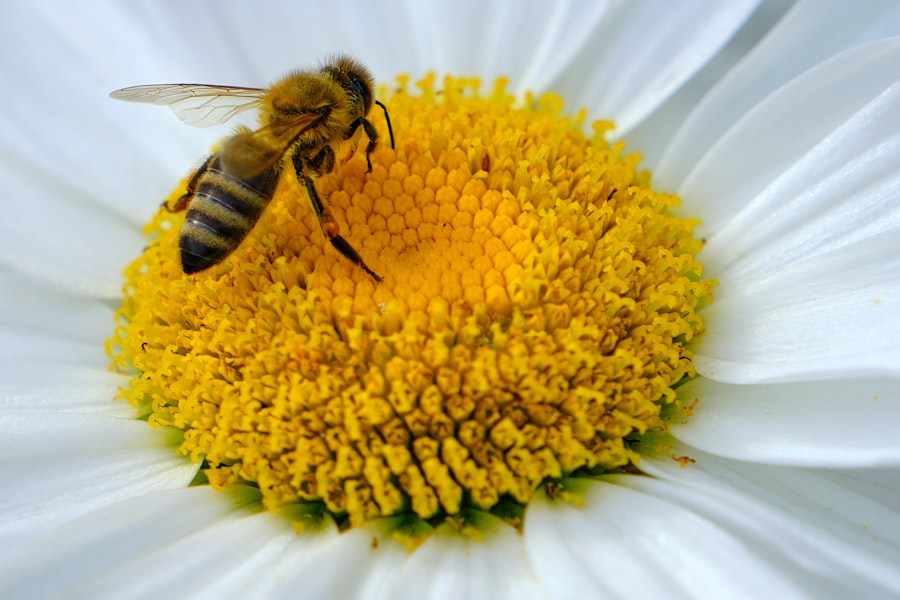 Allergy safe softener
